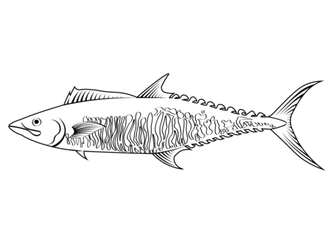 Narrow Barred Spanish Mackerel (Scomberomorus Commerson) Coloring Page